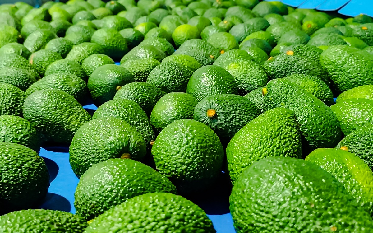 palta Peru PROHASS